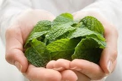 Hands holding mint leaves